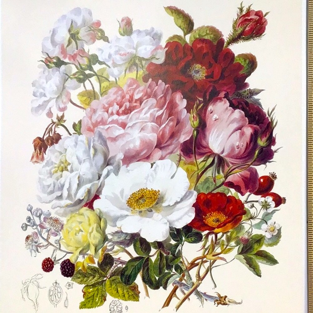 Roses Illustration Elizabeth Twining original @ Natural History Museum, London